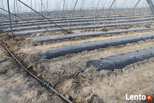 Ogrody, Nawodnienia, systemy nawadniające, trawniki