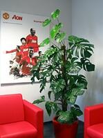 Rośliny doniczkowe i opieka