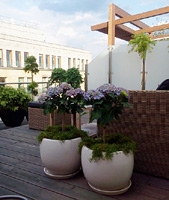 Rośliny doniczkowe i opieka