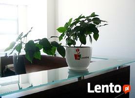 Rośliny doniczkowe i opieka