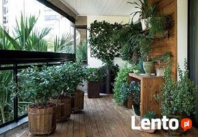 Rośliny doniczkowe i opieka