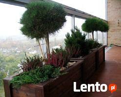 Rośliny doniczkowe i opieka