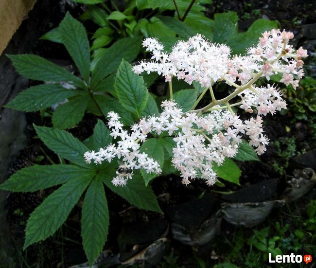 Rośliny wodne do stawu, oczka