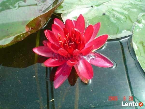 Rośliny wodne do stawu, oczka