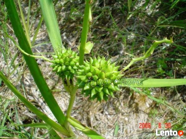 Rośliny wodne do stawu, oczka