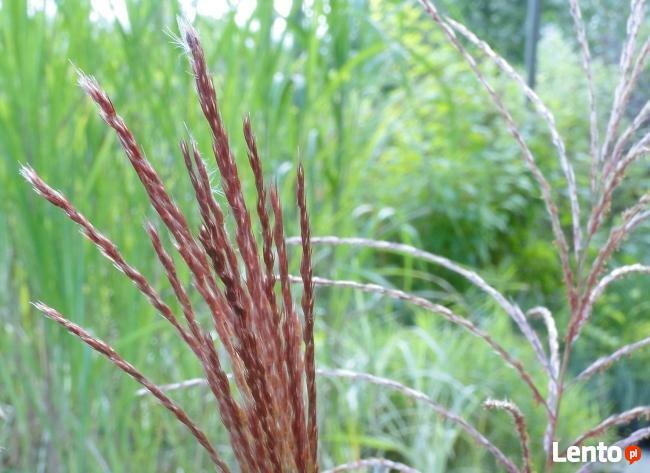 Rośliny wodne do stawu, oczka