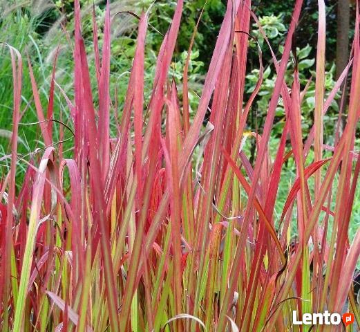 Rośliny wodne do stawu, oczka