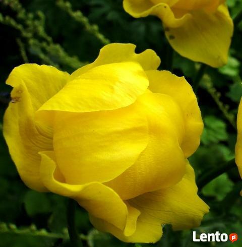 Rośliny wodne do stawu, oczka