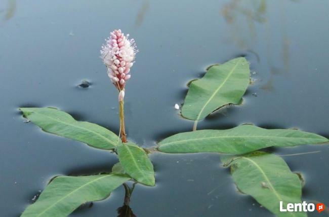 Rośliny wodne do stawu, oczka
