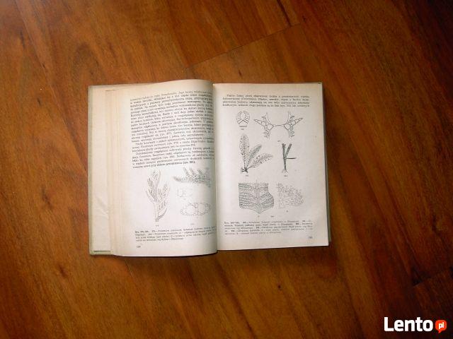 Rośliny zarodnikowe