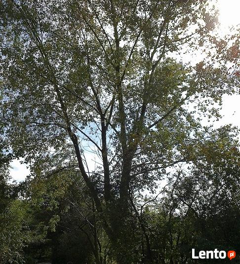 WYCINKA DRZEW, PRZYCINANIE, PIELĘGNACJA