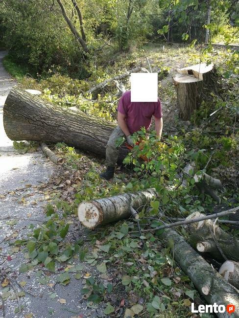 WYCINKA DRZEW, PRZYCINANIE, PIELĘGNACJA