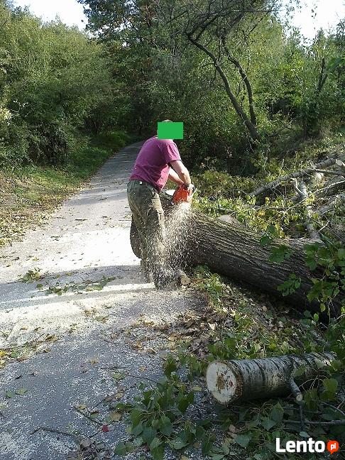 WYCINKA DRZEW, PRZYCINANIE, PIELĘGNACJA