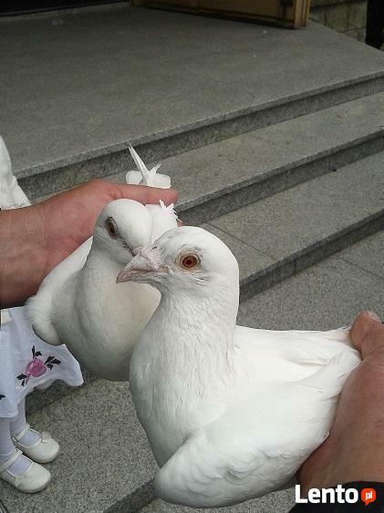 2 BIAŁE GOŁĘBIE NA ŚLUB