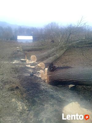 WYCINKA DRZEW, PRZYCINANIE, PIELĘGNACJA