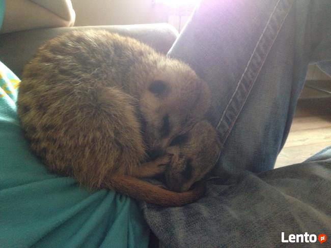 Surykatka na sprzedaz wychowane w domu