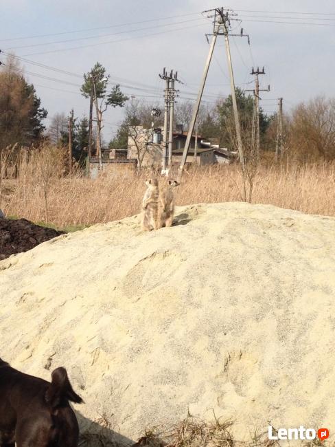 Surykatka na sprzedaz wychowane w domu