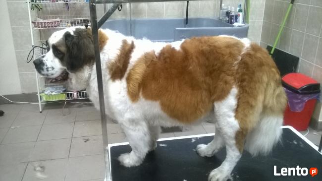 Strzyżenie psów/kotów DOBCZYCE Centrum Zoologiczne Wataha