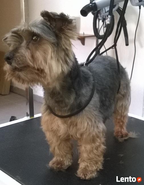 Strzyżenie psów/kotów DOBCZYCE Centrum Zoologiczne Wataha