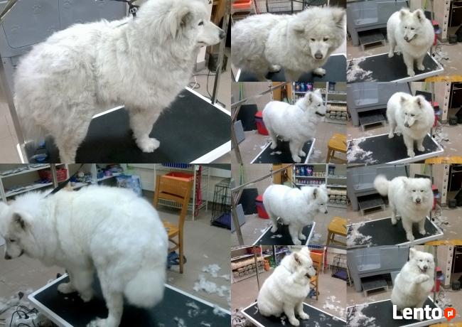 Strzyżenie psów/kotów DOBCZYCE Centrum Zoologiczne Wataha