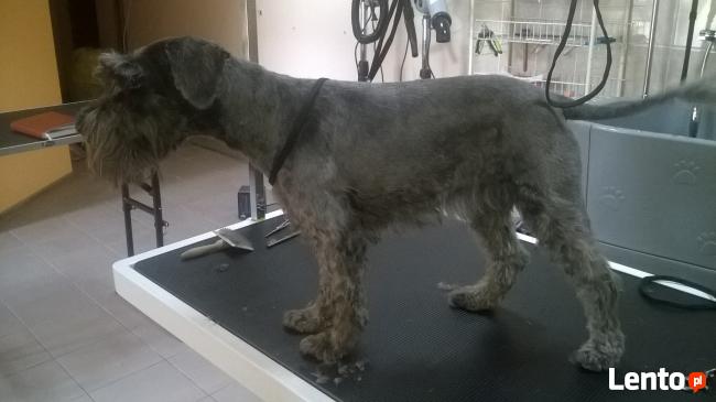 Strzyżenie psów/kotów DOBCZYCE Centrum Zoologiczne Wataha