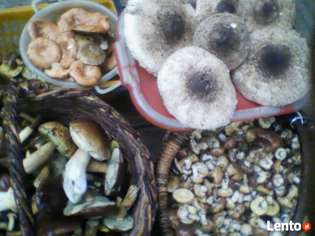 Siedlisko w Gorach Swietokrayskich zamienie