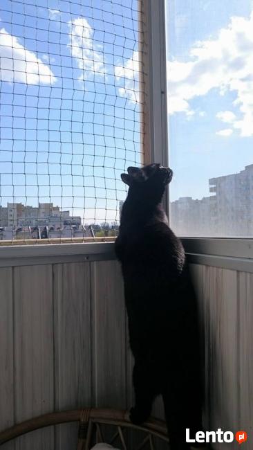 Zabezpieczenie balkonu . Siatka dla kota