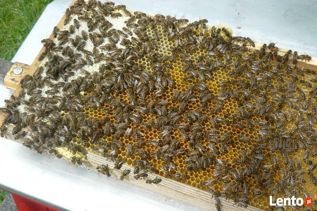 MATKI PSZCZELE sprzedam - możliwość wysyłki!