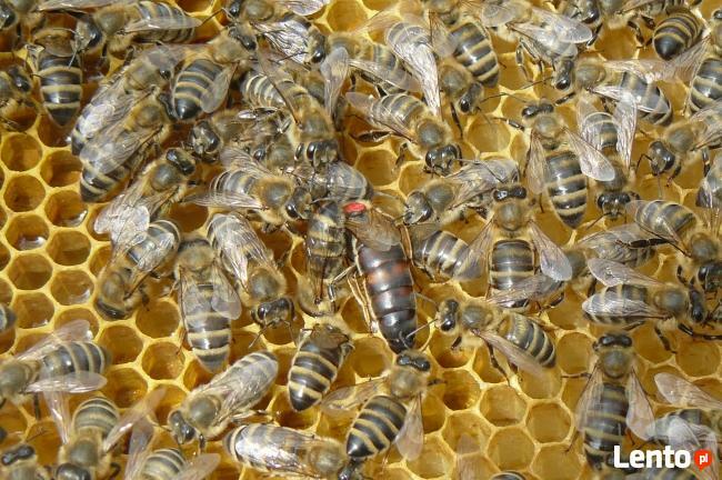 MATKI PSZCZELE sprzedam - możliwość wysyłki!