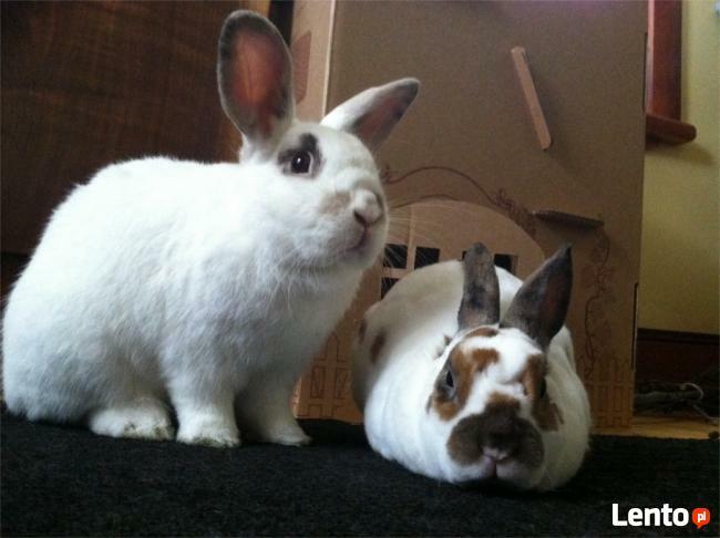 Sprzedaż akcesoriów dla zwierząt-CAŁA POLSKA