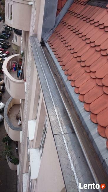 Kolce na ptakia Poznań ,Plewiska, Skórzewo, Komorniki, Luboń