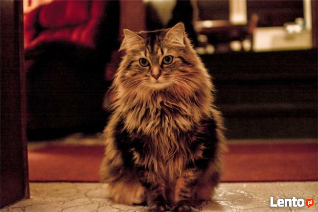 Sprzedaż akcesoriów dla zwierząt-CAŁA POLSKA