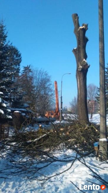 Wycinka drzew - Elbląg Pasłęk Braniewo