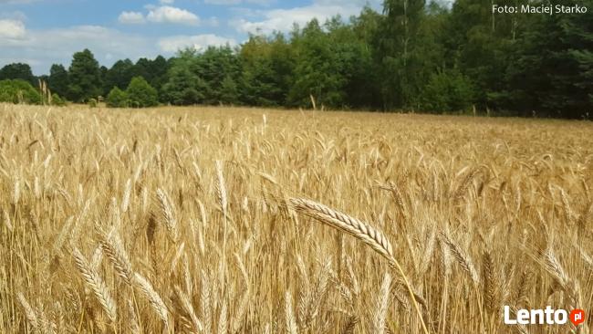 WARSZTAT WSPÓŁCZESNEGO ZNACHORA® - UZDRAWIAJĄCE SZEPTY®