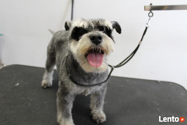 Psi fryzjer Bytom, kursy groomingu, kursy strzyżenia Pusia