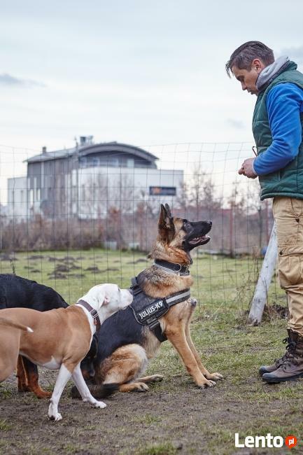 Pozytywne Szkolenie Psów Bydgoszcz