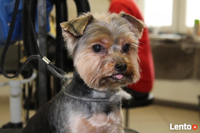 Psi fryzjer Bytom, kursy groomingu, kursy strzyżenia Pusia