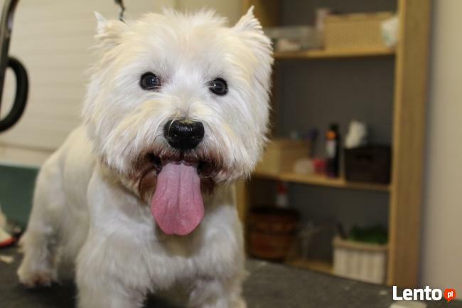 Psi fryzjer Bytom, kursy groomingu, kursy strzyżenia Pusia