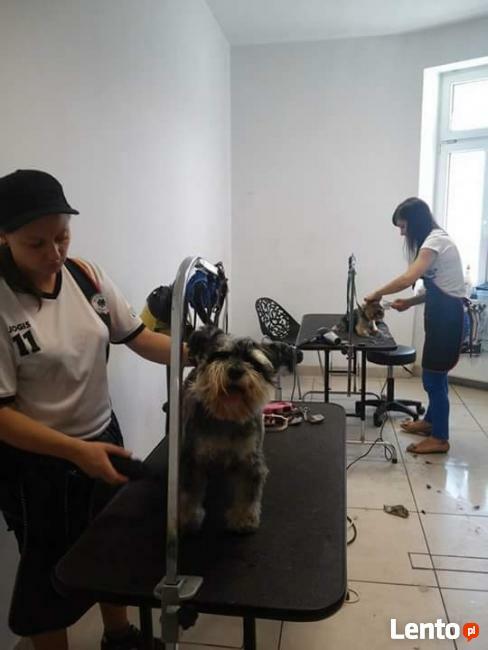 Psi fryzjer Bytom, kursy groomingu, kursy strzyżenia Pusia