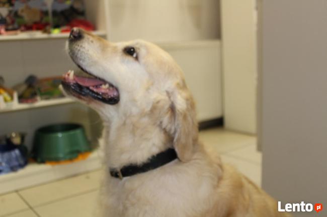 Psi fryzjer Bytom, kursy groomingu, kursy strzyżenia Pusia