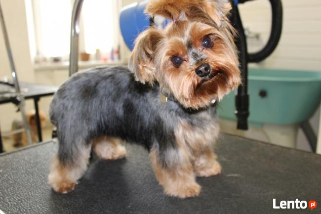 Psi fryzjer Bytom, kursy groomingu, kursy strzyżenia Pusia