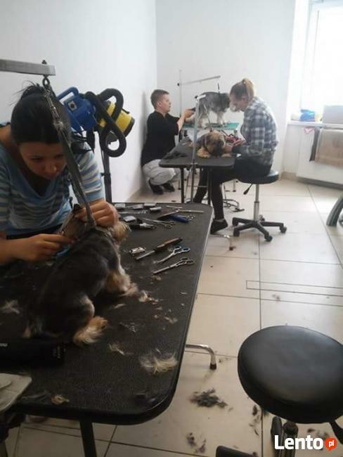 Psi fryzjer Bytom, kursy groomingu, kursy strzyżenia Pusia
