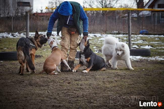Pozytywne Szkolenie Psów Bydgoszcz