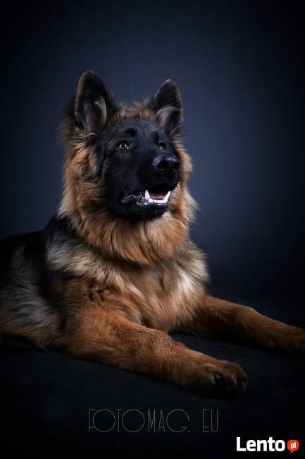 Pozytywne Szkolenie Psów Bydgoszcz