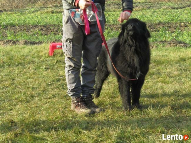 Majówka na Roztoczu 2025. Tropienie, Nosework, Posłuszeństwo