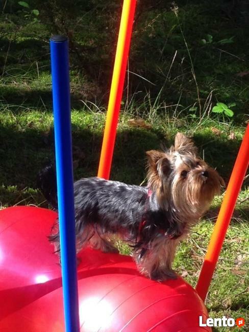 Majówka na Roztoczu 2025. Tropienie, Nosework, Posłuszeństwo