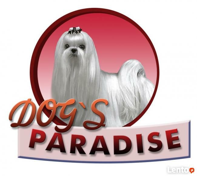 Fryzjer dla psów Dogs Paradise