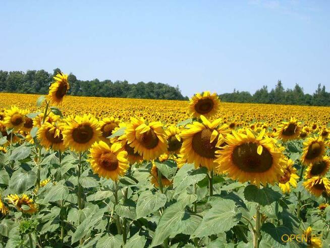 Ukraina.Slonecznik 1,7 zl/kg konfekcyjny od producenta.Tanio
