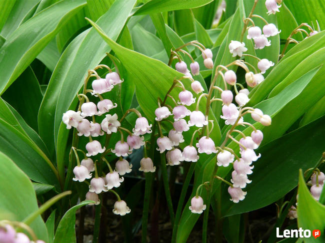 konwalia majowa, wonna, Convallaria majalis, bylina