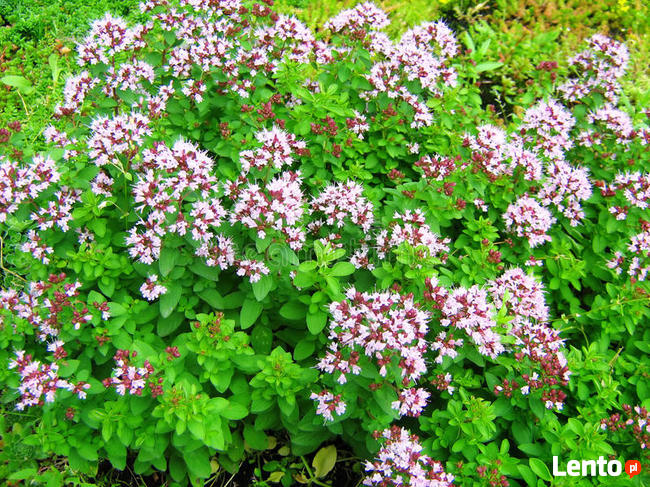 oregano,Lebiodka pospolita,Origanum vulgare, zioło,ekologia